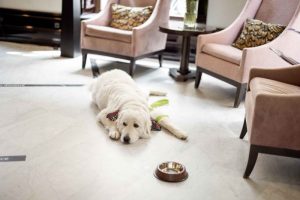 Handling Pet Messes